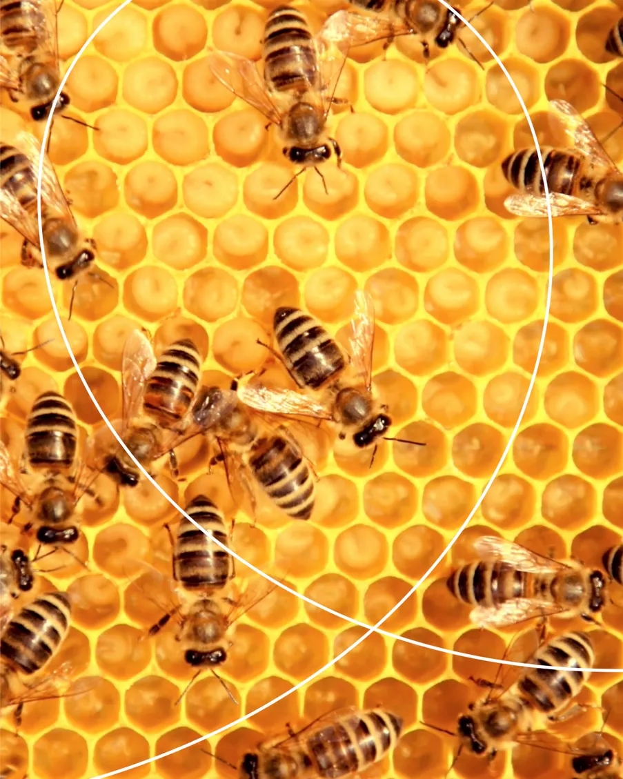 Qobee over ons bijenkorf